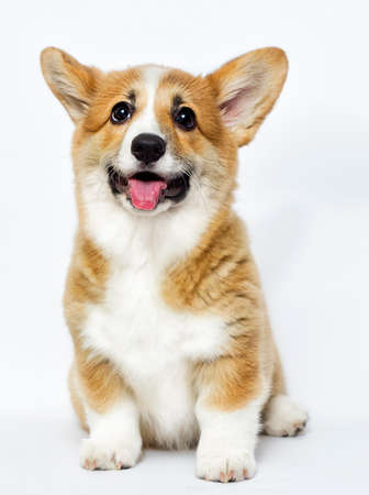 funny puppy sitting and watchingの写真素材