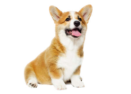 funny puppy sits and looks isolatedの写真素材