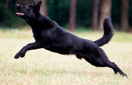 dog black german shepherd jumping on the grassの写真素材