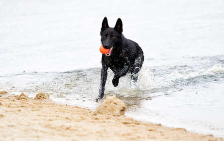 wet black shepherd dog runs along the beachの写真素材