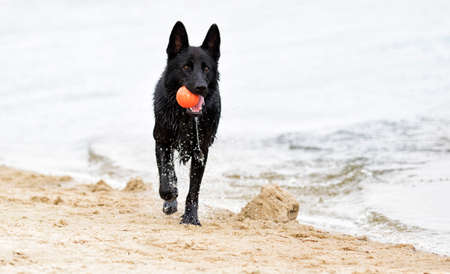 wet black shepherd dog runs along the beachの写真素材