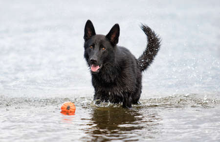 wet black shepherd dog runs along the beachの写真素材