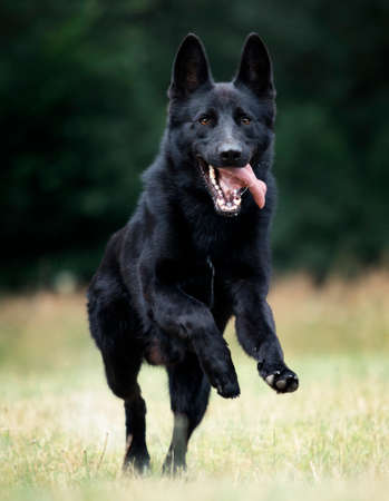 dog black german shepherd jumping on the grassの写真素材