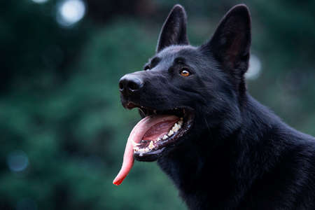 portrait of a black german shepherd dogの写真素材