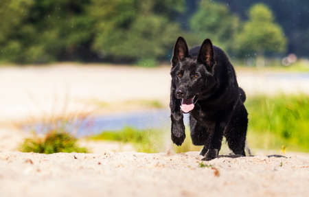 black german shepherd dog runs along the river bankの写真素材