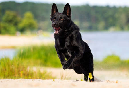 black german shepherd dog runs along the river bankの写真素材