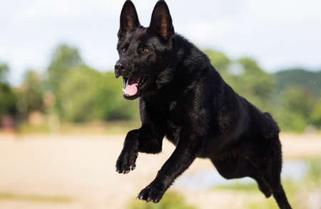 black german shepherd dog runs along the river bankの写真素材