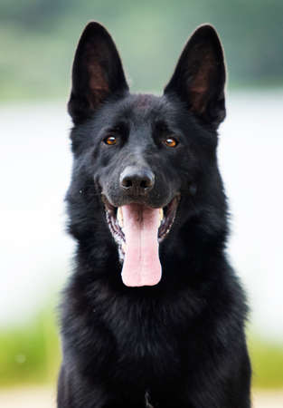 portrait of a black german shepherd dogの写真素材