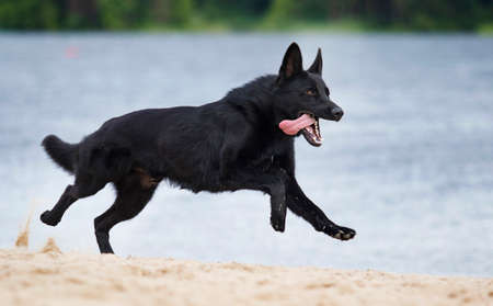 black shepherd dog quickly runs along the beachの写真素材