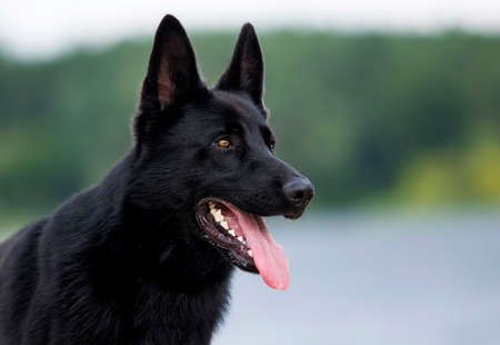 portrait dog black german sittingの写真素材