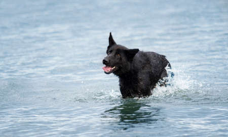 black shepherd dog bathes in water along the beachの写真素材