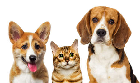 portrait of dogs looking on a white backgroundの写真素材