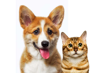 cat and dog look on a white backgroundの写真素材