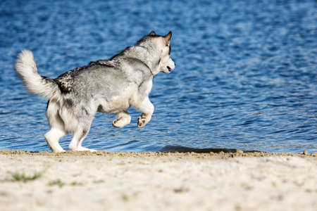 Alaskan Malamute dog running on the shore of the seaの写真素材