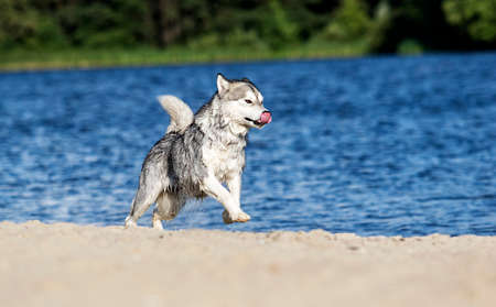 Alaskan Malamute dog runs on the beach in a spray of waterの写真素材