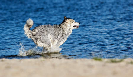 Alaskan Malamute dog runs on the beach by the sea in a spray of waterの写真素材