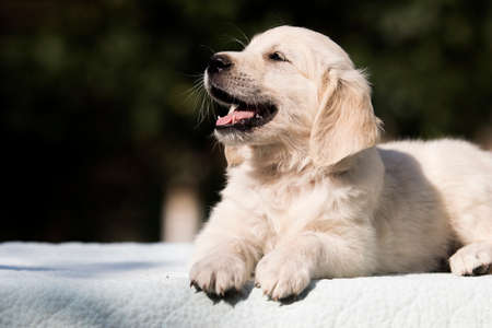 little cute puppy breed Golden Retrieverの写真素材
