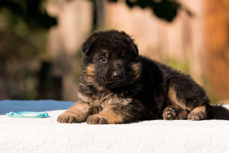 little puppy breed German shepherdの写真素材