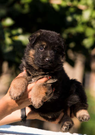 little puppy breed German shepherdの写真素材
