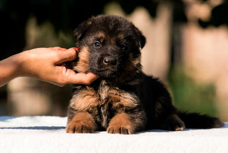 little puppy breed German shepherdの写真素材