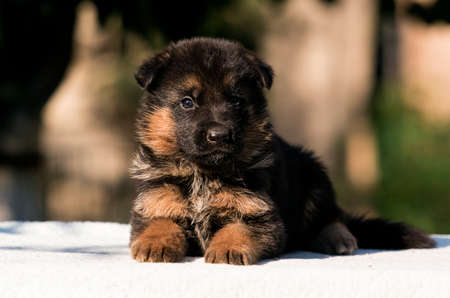 little puppy breed German shepherdの写真素材