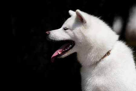 white dog breed japanese akita inu outdoorsの写真素材