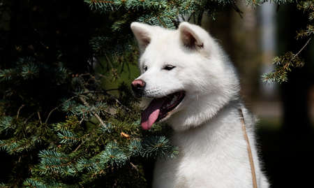 white dog breed japanese akita inu outdoorsの写真素材