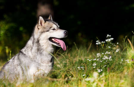 dog breed Alaskan Malamute outdoors in summerの写真素材