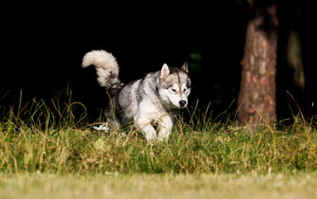 dog in the grass Alaskan Malamute breedの写真素材