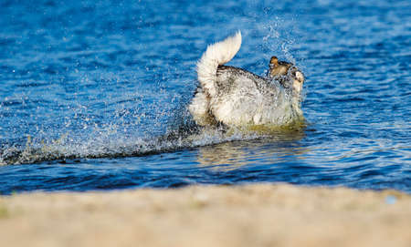 Malamute dog swims in a blue river on a sandy beachの写真素材