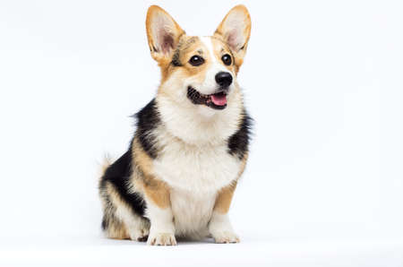 adult welsh corgi breed dog on a white background in full lengthの写真素材