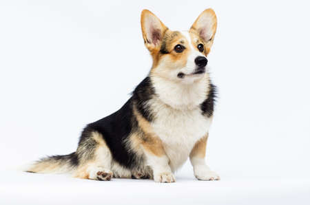 adult welsh corgi breed dog on a white background in full lengthの写真素材
