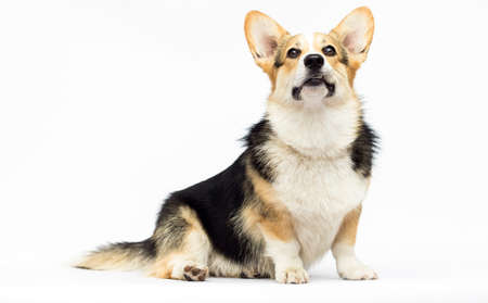 adult welsh corgi breed dog sitting in full growth on a white backgroundの写真素材