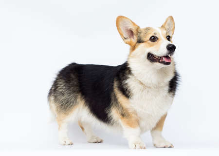 dog stands Welsh Corgi breed in full growth on a white backgroundの写真素材