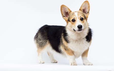 dog stands Welsh Corgi breed in full growth on a white backgroundの写真素材