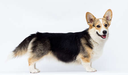 dog stands Welsh Corgi breed in full growth on a white backgroundの写真素材