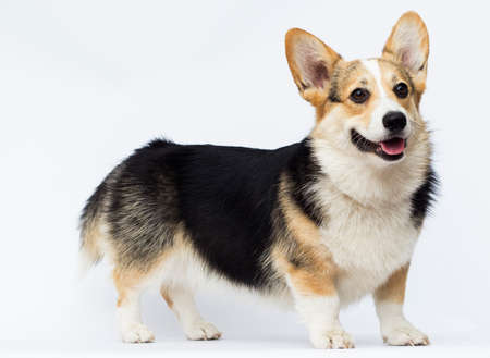 dog stands Welsh Corgi breed in full growth on a white backgroundの写真素材