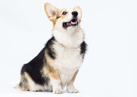 dog sitting and looking at full-length welsh corgi breed on a white backgroundの写真素材