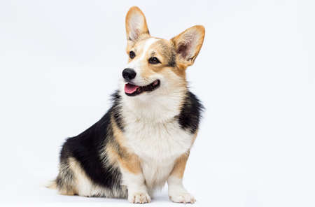 dog sitting and looking at full-length welsh corgi breed on a white backgroundの写真素材