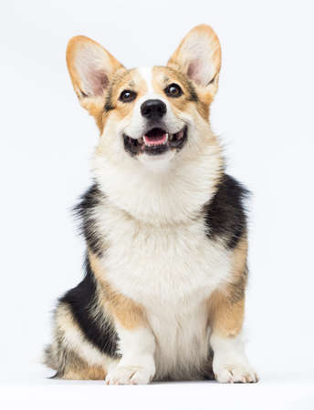 Welsh Corgi dog sitting in full growth on a white backgroundの写真素材