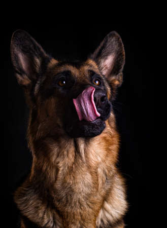 hungry dog licks on a black backgroundの写真素材