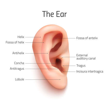 Realistic infographic ear icon, isolated on white background. Vector illustration.のイラスト素材