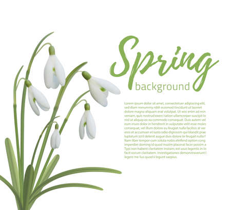 Snowdrop flowers isolated on white. Spring background template. Vector illustration.のイラスト素材