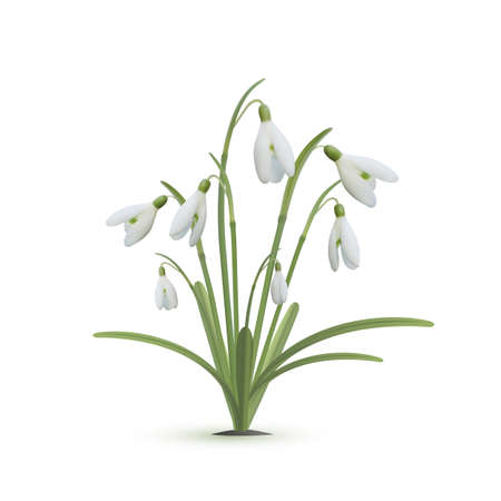 Snowdrop flowers isolated on white background. Vector illustration.のイラスト素材
