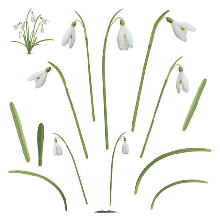 Set of snowdrop flowers elements, isolated on white background. Vector illustration.のイラスト素材