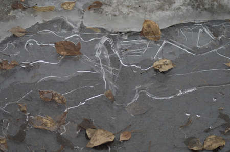 in the frozen puddle yellow leavesの写真素材