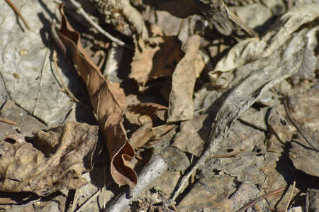 old leaves on the frozen earthの写真素材