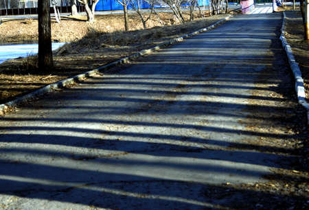 shadows from trees on asphaltの写真素材