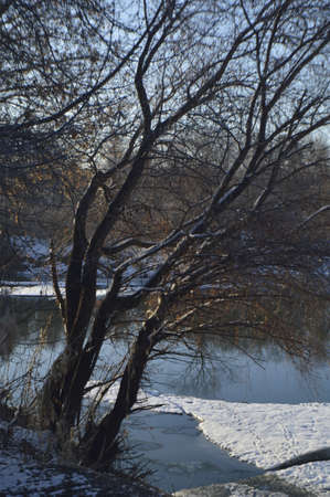 trees on the bank of the spring riverの写真素材