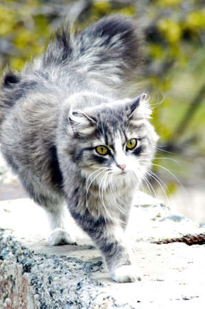 gray furry cat on a walkの写真素材